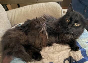 Gizzy -  Domestic Long Hair Cat for Adoption in Plain City, Ohio - Gizzy | PetCurious