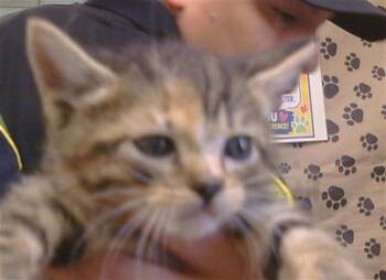 INCA -  Domestic Short Hair Cat for Adoption in Sacramento, California - INCA | PetCurious