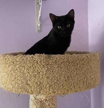 Tuffy -  Domestic Short Hair Cat for Adoption in Cumming, Georgia - Tuffy | PetCurious
