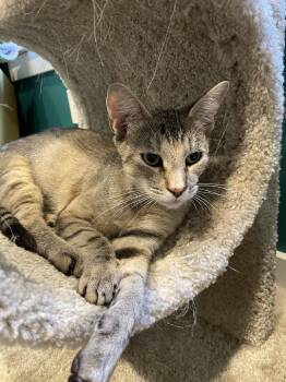 Rescue Domestic Short Hair Cats for Adoption in Puyallup, Washington - Zinnia | PetCurious