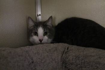 Fox -  Domestic Short Hair Cat Available for Adoption in Mccall, Idaho - Fox | PetCurious