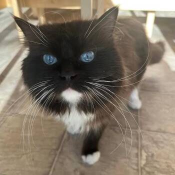 Ragdoll Cats Available for Adoption - Sebastian C11366 | PetCurious
