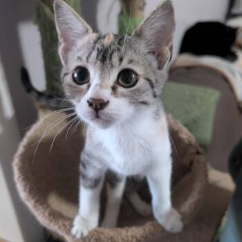 Margo -  Domestic Short Hair Cat for Adoption in Pendleton, Oregon - Margo | PetCurious