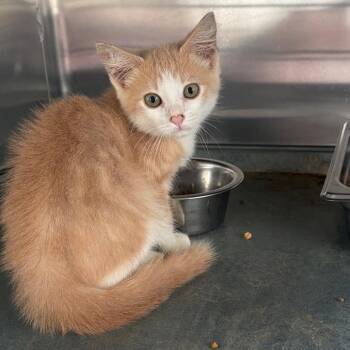 Shaggy -  Domestic Short Hair Cat for Adoption in Edinburg, Texas - Shaggy | PetCurious