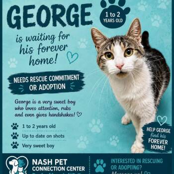 GEORGE  Available NOW - ADOPTION or RESCUE! -  Domestic Short Hair Cat for Adoption in Nashville, North Carolina - GEORGE  Available NOW - ADOPTION Or RESCUE! | PetCurious