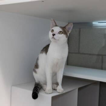 Richard -  Domestic Short Hair Cat for Adoption in Des Moines, Iowa - Richard | PetCurious