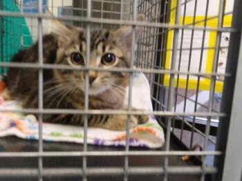 SAFFRON -  Domestic Short Hair Cat for Adoption in Tulsa, Oklahoma - SAFFRON | PetCurious