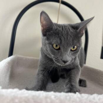 Domestic Short Hair Cats Available for Adoption - Salem | PetCurious