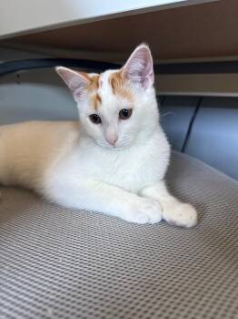 Domestic Short Hair Cats Available for Adoption - Mango | PetCurious