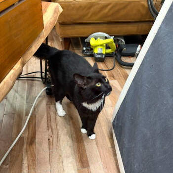 Rescue Domestic Short Hair Cats for Adoption in New York, New York - Mack | PetCurious