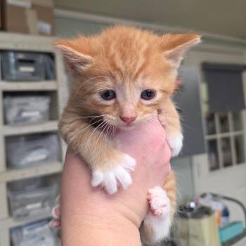 Major -  Domestic Short Hair Cat Available for Adoption in Mt. Juliet, Tennessee - Major | PetCurious