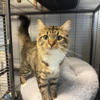 Crysanthemum -  Domestic Medium Hair Cat for Adoption in Hendersonville, Tennessee - Crysanthemum | PetCurious