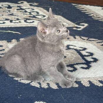 Russian Blue and Domestic Short Hair Cats Available for Adoption in Wichita, Kansas - Galadriel | PetCurious
