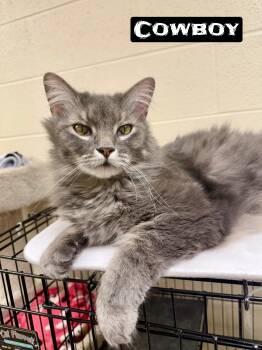 Domestic Long Hair Cats Available for Adoption in Valparaiso, Indiana - Cowboy | PetCurious