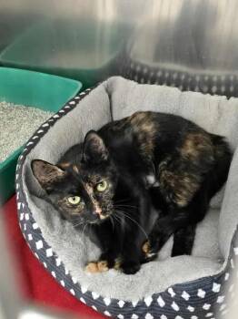 Domestic Short Hair Cats Available for Adoption in Winthrop, Maine - Apple Bloom | PetCurious