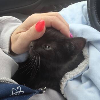 Domestic Short Hair Cats Available for Adoption in Layton, Utah - Raven | PetCurious