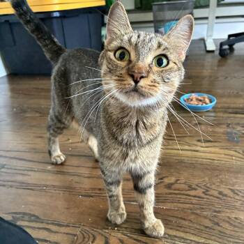 Rescue Domestic Short Hair Cats for Adoption in Andover, Connecticut - Cleopawtra | PetCurious