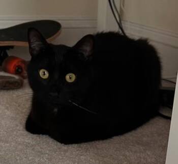 Shamshir -  Domestic Short Hair Cat for Adoption in Fairfax, Virginia - Shamshir | PetCurious