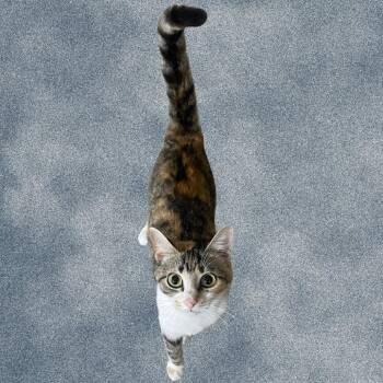 Domestic Short Hair Cats Available for Adoption - Sabrina | PetCurious