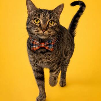 Domestic Short Hair Cats Available for Adoption in Binghamton, New York - Pavilion | PetCurious
