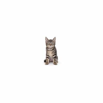 Pink Lady -  Domestic Short Hair Cat for Adoption in Los Angeles, California - Pink Lady | PetCurious