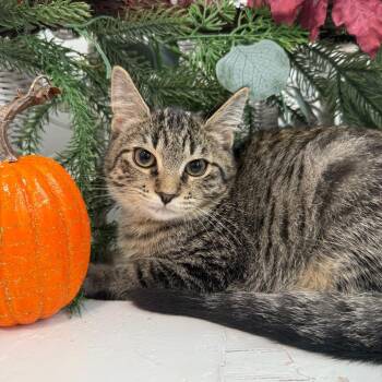 Facaccia Limon 56495 -  Domestic Short Hair Cat for Adoption in Eaton Rapids, Michigan - Facaccia Limon 56495 | PetCurious