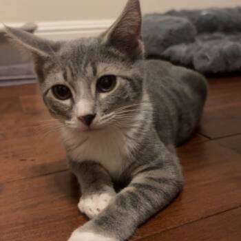 Rescue Domestic Short Hair Cats for Adoption in Pleasanton, California - Nola | PetCurious