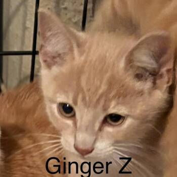 Ginger Z -  Domestic Short Hair Cat for Adoption in Quakertown, Pennsylvania - Ginger Z | PetCurious