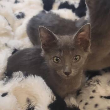 Jake -  Domestic Short Hair Cat for Adoption in Richmond, Missouri - Jake | PetCurious