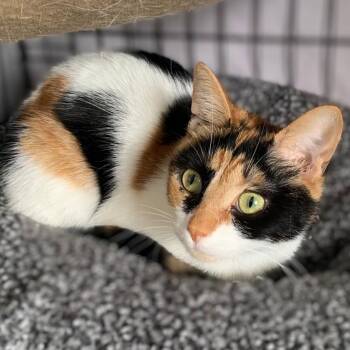 Domestic Short Hair Cats Available for Adoption in Monroe, Michigan - Luna | PetCurious
