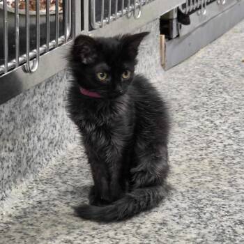 S&S: Sable -  Domestic Medium Hair Cat for Adoption in Falls Church, Virginia - S&S: Sable | PetCurious