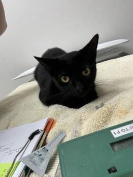 Silhouette -  Domestic Short Hair Cat for Adoption in Sacramento, California - Silhouette | PetCurious
