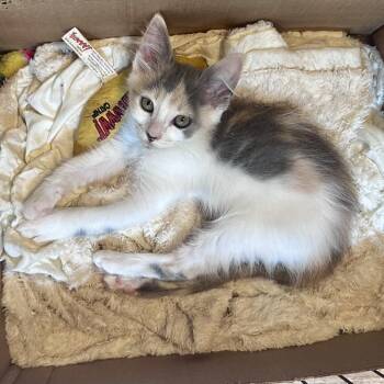 Chipmunk -  Domestic Medium Hair Cat for Adoption in Westminster, California - Chipmunk | PetCurious