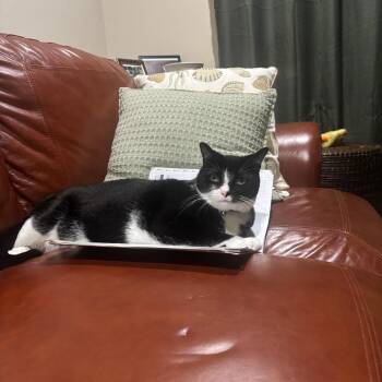 Jinx -  Domestic Short Hair Cat for Adoption in West Palm Beach, Florida - Jinx | PetCurious