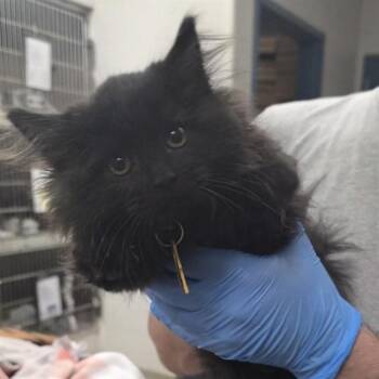 STRAWBERRY -  Domestic Long Hair Cat for Adoption in St. Louis, Missouri - STRAWBERRY | PetCurious