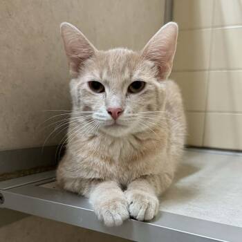 Rescue Domestic Short Hair Cats for Adoption in Waterloo, Iowa - Garff | PetCurious