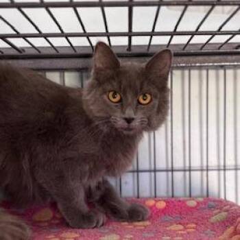 Maya (26-9875) -  Domestic Long Hair Cat for Adoption in Fort Smith, Arkansas - Maya (26-9875) | PetCurious