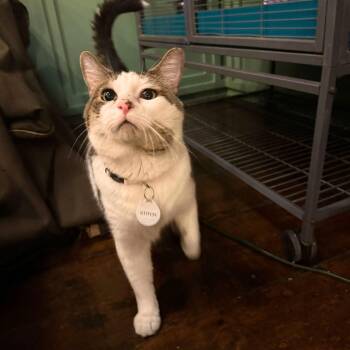 Stitch -  Domestic Short Hair Cat Available for Adoption - Stitch | PetCurious