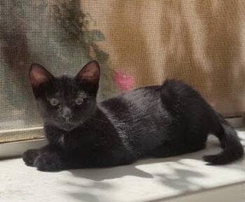 Clementine -  Domestic Short Hair Cat for Adoption in Phoenix, Arizona - Clementine | PetCurious