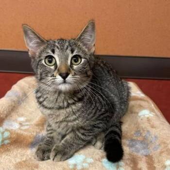 Daphne -  Domestic Short Hair Cat for Adoption in Rochester, Minnesota - Daphne | PetCurious