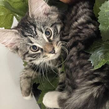 Tabby Cats Available for Adoption in Wyandotte, Michigan - Kitt *** Talkative Baby Boy *** | PetCurious