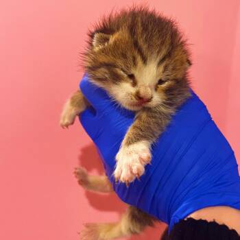 Cinnamoroll -  Domestic Short Hair Cat for Adoption in Philadelphia, Pennsylvania - Cinnamoroll | PetCurious