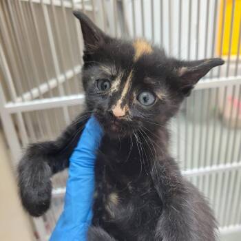 Domestic Short Hair Cats Available for Adoption in Westminster, California - Azawakh | PetCurious