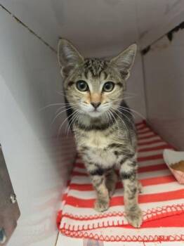 Ice Cream -  Domestic Short Hair Cat for Adoption in Roseville, California - Ice Cream | PetCurious