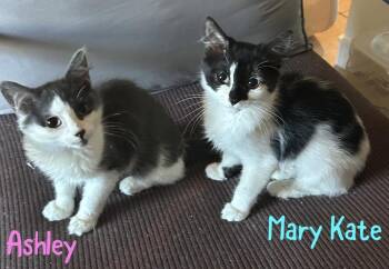 Domestic Medium Hair Cats Available for Adoption - Mary-Kate | PetCurious