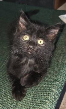 HARRY -  Domestic Medium Hair Cat for Adoption in Sacramento, California - HARRY | PetCurious