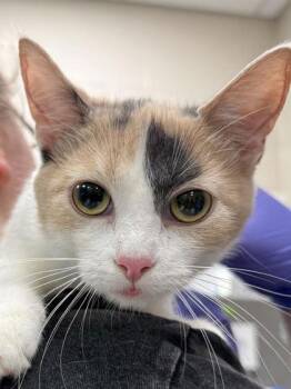 Shimmy -  Domestic Short Hair Cat for Adoption in Fishers, Indiana - Shimmy | PetCurious