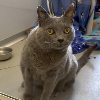 Rescue Domestic Short Hair Cats for Adoption in Fort Bragg, California - Riley | PetCurious