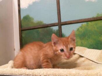 CIDER -  Domestic Short Hair Cat for Adoption in Houston, Texas - CIDER | PetCurious