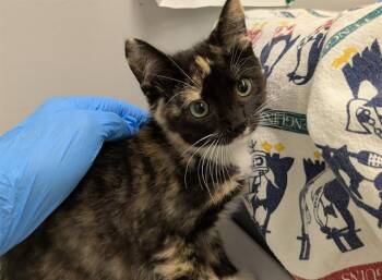 CHAI -  Domestic Short Hair Cat for Adoption in Kent, Washington - CHAI | PetCurious
